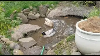 This hole in the concrete became perfect for our ducks