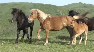 Принюхиваются