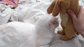УЧУ КОШКУ ТРАХАТЬСЯ СЕКСОМ