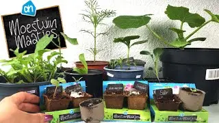 Moestuintjes AH wanneer uitplanten en overpotten? Update #4