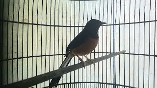 Pancingan Murai batu anti Lelet