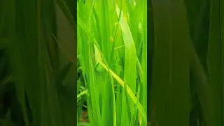 Chưa Chắc - Vũ Cẩn Ngôn #funny #voiceeffects