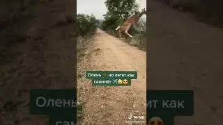 олень бежал и взлетел #Shorts