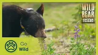 Sophie's Secret | Wild Bear Rescue S02E11 | Go Wild