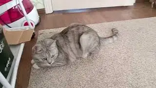 прыжок Таси