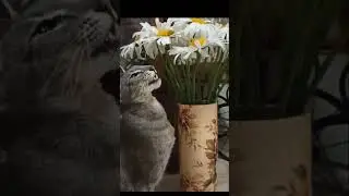 #ориенталы #эллапанкратова