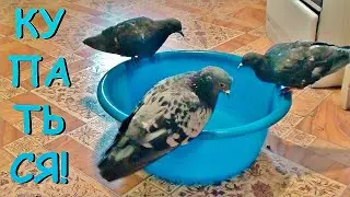 Долгожданный кабачковый банный день