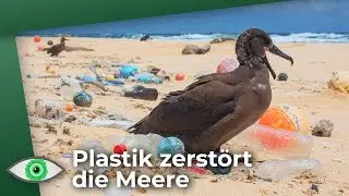 Plastikstrudel jetzt auch Im Mittelmeer: So zerstört Plastik unsere Meere! - Clixoom nature