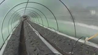 Старт клубники в теплицах