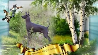 Xoloitzcuintle