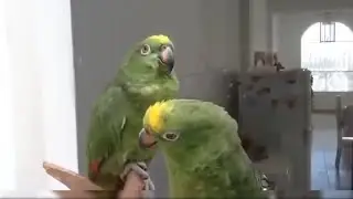 Parrot singing and Dancing funny 💃| Even these Parrots Sings better than me 🙄