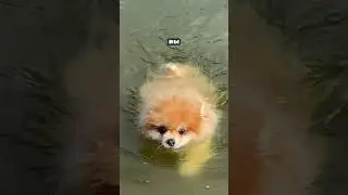 #собака #собаки #животные #юмор #смех #смешныевидео #смешныеживотные