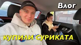ВЛОГ : КУПИЛИ СУРИКАТА! ЩО ТАМ З КАМАРО?