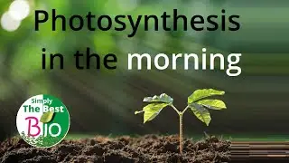 Photosynthesis in early morning. By Simply The Best BIO