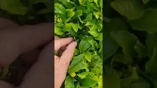 Из какого листа делают белый чай?
