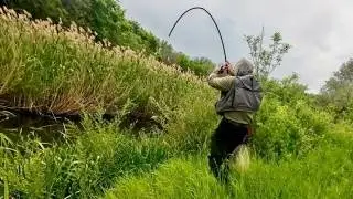 ПОПАЛ В САМЫЙ НЕРЕСТ! ТОЛПЫ РЫБЫ В НЕБОЛЬШОМ РУЧЬЕ МЕЧЕТ ИКРУ