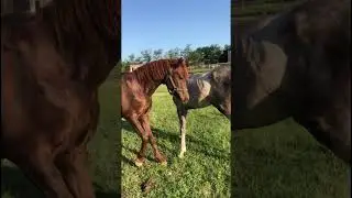 Марсель и Арбо помирились. 334 #лошадь  #horse   #pferde   #cheval    حصان# #short  #shorts