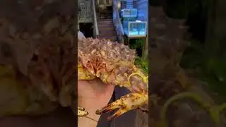 Живой краб ✅✅✅
