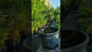 попросили постричь можжевельник:) 