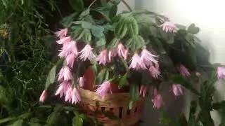 The difference between Schlumbergera Decembrist and Rhipsalidopsis.