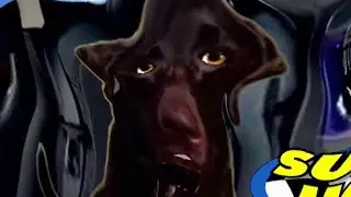 [Multi-source YTP] Viva Dogs take a trip to CeX, then Amazon