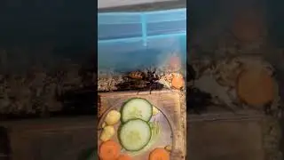 Драка мадагаскарских тараканов