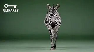 Zebra Walking Toward Camera – Free Green Screen Animal VFX