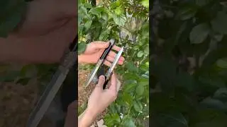 Нож рыцарь
