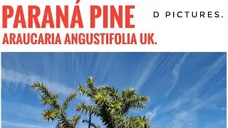 Paraná Pine (Araucaria Angustifolia) UK.