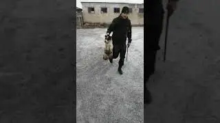 1 Отлов поймал лохматика. Надо спасать малыша!