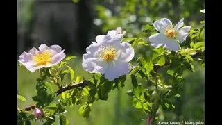 Шиповник