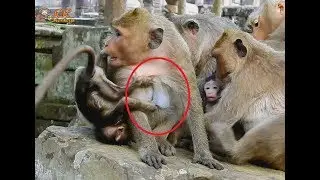 How mom monkey Danna Weaning to stop milk for her baby Donie, Baby monkey hungry cry very much.