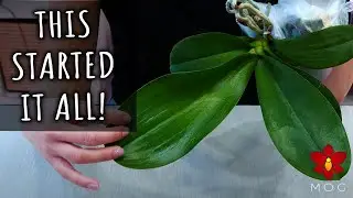 My first Orchid & How I started collecting Orchids - Repot & Chill