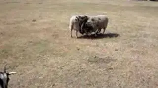 Jacob Sheep