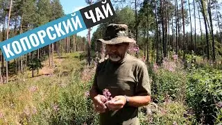 Иван-чай - ответы на вопросы. Ферментация, сушка, вкус, сбор
