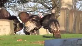 Turkey Dance