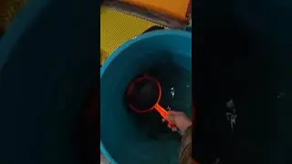 Щука на жерлицы зимой.Живец собирается на рыбалку.