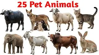 25 pet animals in English and Hindi | पालतू जानवरों के नाम हिन्दी और अंग्रेजी में |