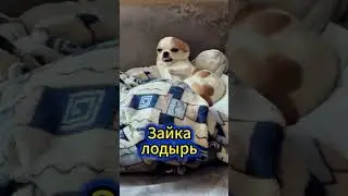 Зайке лень гулять 