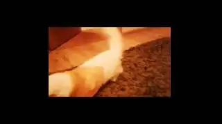 Неожиданный захват мира кошкой Сью