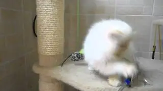 Гималайские  кошки и экзоты колорпоинты