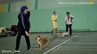 Твикс 🔸️Bueno Pardo Azumahomare 4.5 m.o.