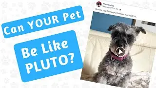 Can YOUR pet talk like PLUTO?