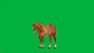 Green Screen Horse || Animation Green Screen  || Chroma Key || Green Screen Horse || No Copyright