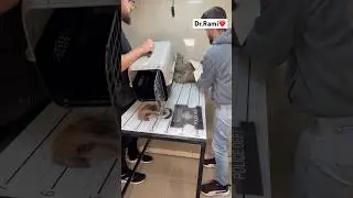 How to deal with angry cat and ferocious cat 🐱 part 33