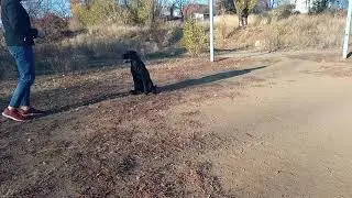 Велес (26.10.2021), выдержка и апорт