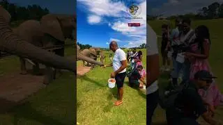 Feeding the Majestic Giants! An Unforgettable Elephant Encounter!