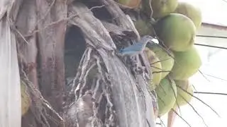 PASSARINHO DO MATO ALIMENTANDO OS FILHOTES