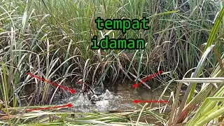 tempat ikan chana