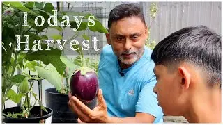 Today's Garden Harvest | Harvesting Veggies At Home